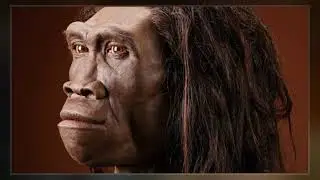 Homo Erectus