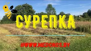 Сурепка переезжает на другое поле