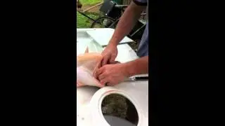 Butchering Freedom Ranger Broiler Chickens