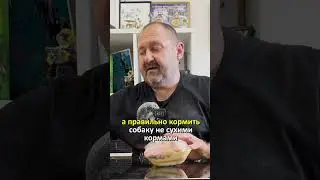 Почему ТЫ КОРМИШЬ СОБАКУ НЕПРАВИЛЬНО? ВАЖНЫЙ совет кинолога  #кормлениесобак  #дрессировкасобаки