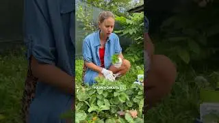Уход за клубникой (земляникой) после плодоношения: подготовка к зиме. Обрезка, подкормки клубники.