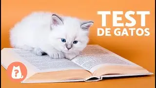 ADIVINA la RAZA de GATO por los OJOS 🐱 ¿Las conoces todas? ✅❌ Test/Quiz
