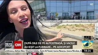 Imagini incredibile cu vaci care se plimbă prin aeroportul din Timişoara