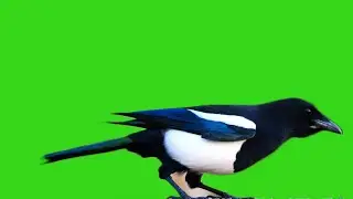 Close up of Bird eating in Green Screen Background effect 4K