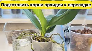 Так надо готовить орхидею к пересадке и пересадка орхидеи
