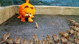 The LAZY ORANGE CAT refused to EAT a MOUSE, so the RODENTS came back to SAVE his LIFE