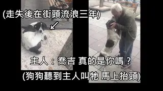 狗狗走失後在街頭流浪三年，終於被不放棄的主人找到，重逢場景惹哭全網 (中文字幕)