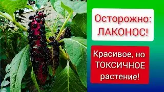 Осторожно! Ядовитое растение!