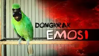 🔴 DONGKRAK EMOSI !! CUCAK IJO GACOR JAMBUL DAN NGENTROK