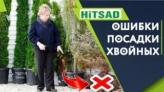 4 ОШИБКИ при посадке Хвойных 🎄 Хвойные деревья в саду  🎄 hitsad.ru