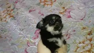 Наша Олівія)@