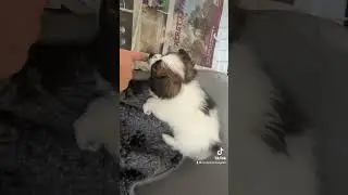 Cute papillon puppy hiding away