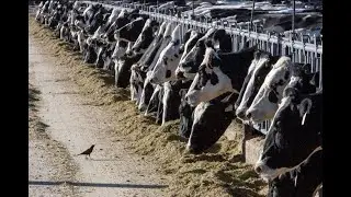 Texas person diagnosed with bird flu after being in contact with cows: health officials