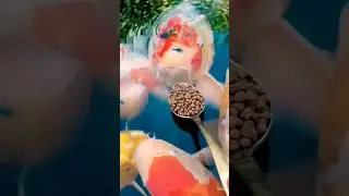 Feeding the Koi Fish. #feed #feeding #fish #koi #koifish #carp #pets #beautiful #colorful #shorts