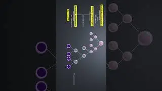 Spermatogenesis | Schematic Representation | Class 12 | NEET #shorts