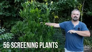 50 Plus! Screening Plants - Border, Corner Foundation, and Hedge Plants