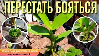 ❗️ВЫ ПЕРЕСТАНЕТЕ БОЯТЬСЯ ЭТИ ОРХИДЕИ! РЕЗУЛЬТАТ 200% ЗА ОДИН ГОД! ПОЛЕЗНЫЕ ТОНКОСТИ УХОДА!