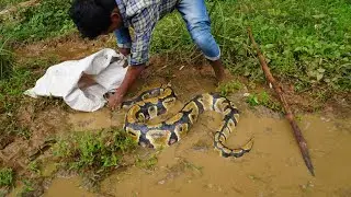 finally we go it | Ball python snake 🐍 | രണ്ടാമത്തെ ശ്രമം വിജയിച്ചു.🐍😱🔥