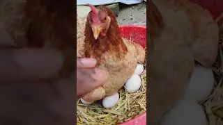 3 chicken angry sound #shorts