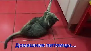 Домашние питомцы.Игрушки для котиков