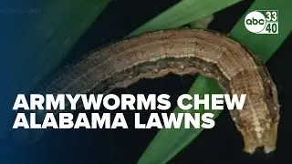 Experts advise early treatment as fall armyworms chew through Alabama lawns