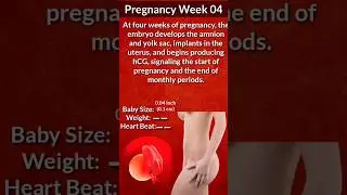 Pregnancy Week 4 | Pregnancy Week By Week | Baby Development