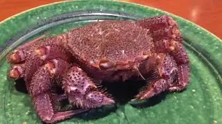 Crab Lovers' Paradise - Kani Mitsu restaurant Ginza Tokyo Japan