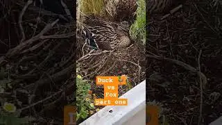 Duck vs fox part one #usa #nature #funnyanimals #youtube #animals #duck #fox #youtubeshort #tiktok