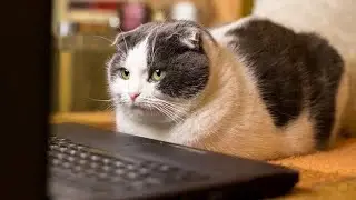 😂 Funniest Cats and Dogs Videos 😺🐶 || 🥰😹 Hilarious Animal Compilation №273