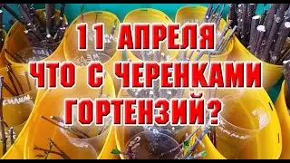 11 апреля.  Обзор черенков гортензии