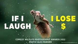 If I laugh I lose $50 - Comedy Wildlife Photo Awards