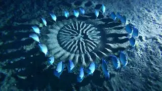 Самые Невероятные Постройки Животных