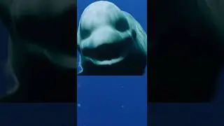 Scary sounds in the ocean part 4