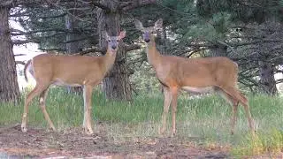 Herd Of Deer Show Up on a Hunters Cam !