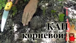 Корневой подземный кап. Заготовка капа на поделки, сушка капокорня. Каповая древесина