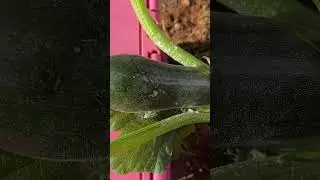 Zucchini Support😜