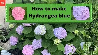 How to make Hydrangea blue