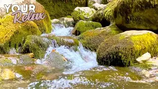 Beautiful Mountain Stream. 1 Minute of Water Sound in 4K Video.