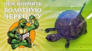 Чем кормить болотную черепаху