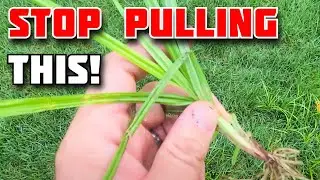 SECRETS to stopping Nutsedge!