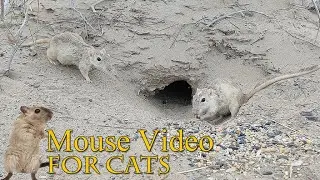 Mouse Videos for Cats to Watch 🐭 Cat TV | Mouse Hide & Seek in Holes - 8 Hours