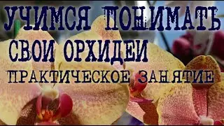 КАК ПОНЯТЬ ОРХИДЕИ? ПОЧЕМУ ОРХИДЕЯ СКРУЧИВАЕТ ЛИСТЬЯ? ПРАКТИКА НА примере PHAL ПУЛЬСАЦИЯ PULSATION!