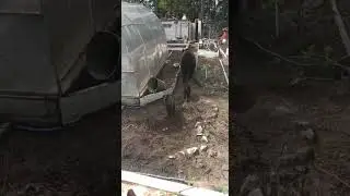🐻🌲 Андра. (Мишки уходят) 🐻🌲