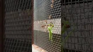 Praying Mantis Attacks Japanese Honeybees. A Brave Rescue Attempt