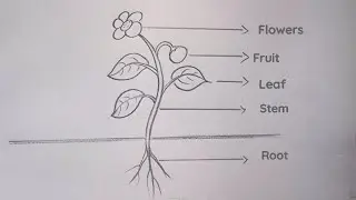 parts of plant  drawing || how to draw plants and part easy step by step@Kids Drawing Talent