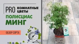 Полисциас Минг - обзор сорта полисциаса | Как ухаживать за полисциасом | Растение похожее на бонсай