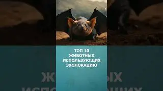 Топ 10 Животных использующих эхолокацию #животные  #шортс #топ10 #shorts #комарик