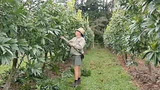 Pruning the canistel trees