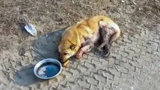 He collapsed with shrapnel before he found the only man he knew who fed him