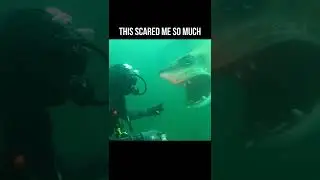 I found a Shark while Scuba Diving a Quarry